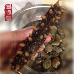 Wild Alaska Red Sea Cucumber